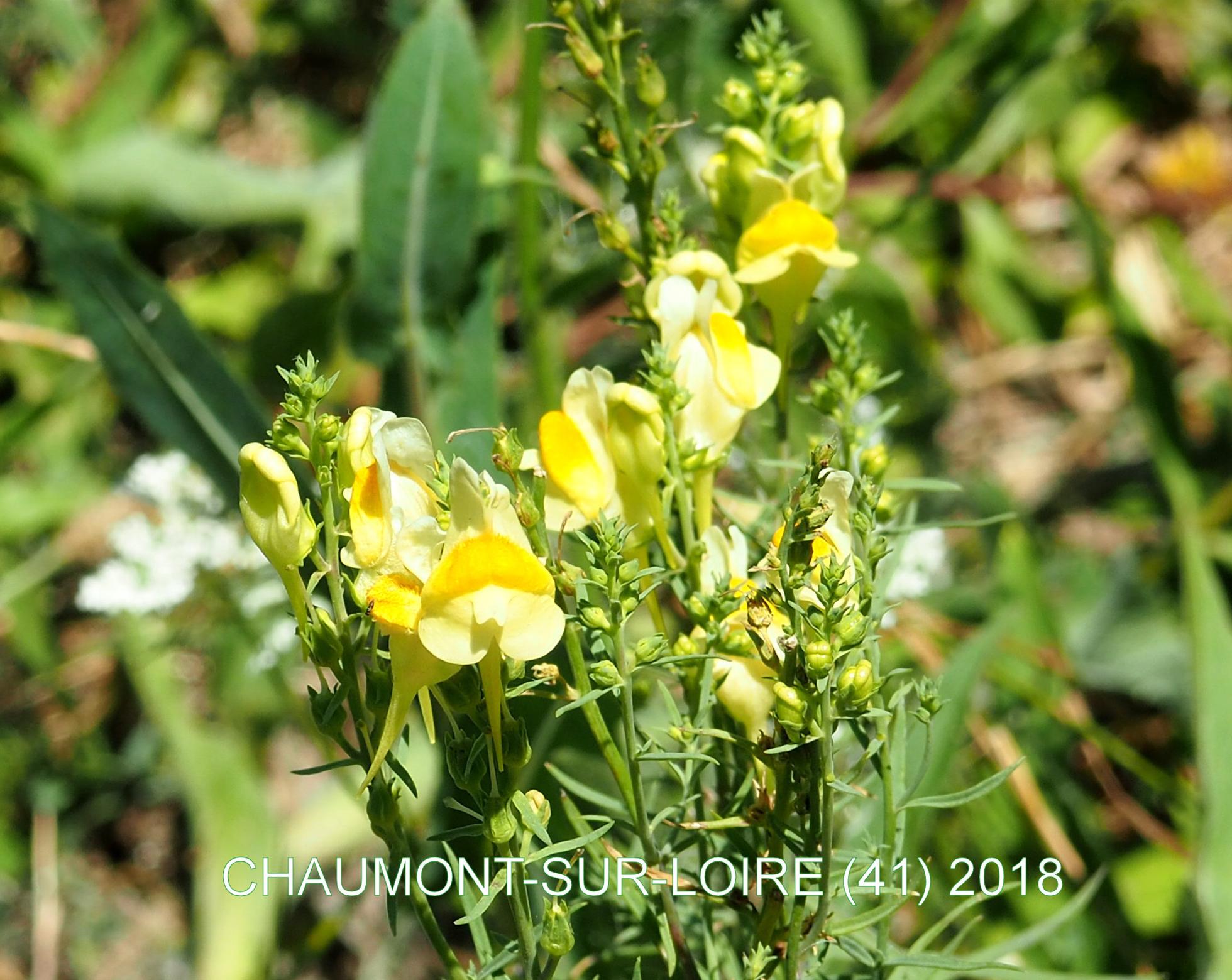 Toadflax, Common